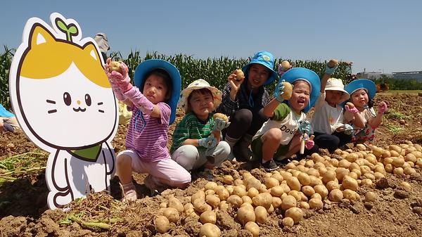 어린이 초청 감자 수확체험 행사 썸네일