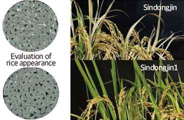High-quality rice development