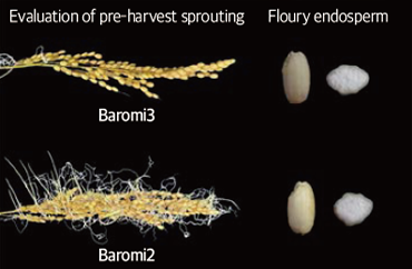 Floury rice development