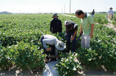 No-drilling rapid drainage field evaluation