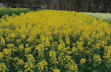 Canola Geumbyeol