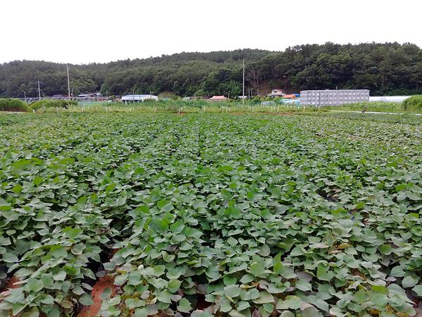 소담미