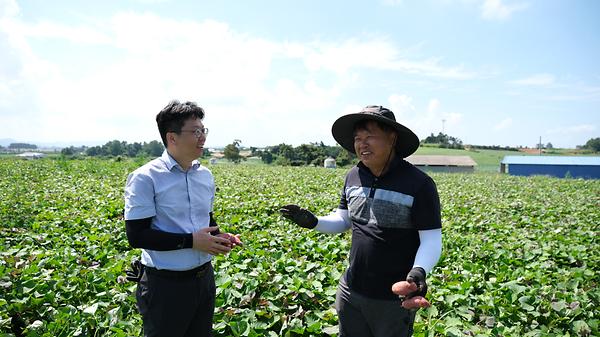 병해와 폭염에도 강한 ‘호풍미’… 국산 고구마의 경쟁력을 높이다