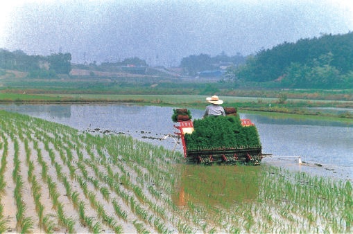 승용이앙기 보급(1990)